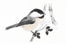Black Capped Chickadee - Graphite Pencil with Digital Color
