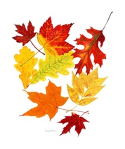 Autumn Leaves - Colored Pencil